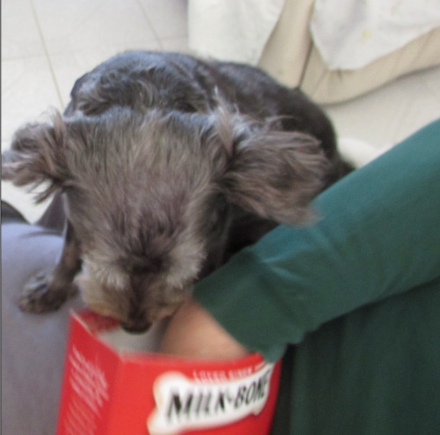 Happy and milk bones 1