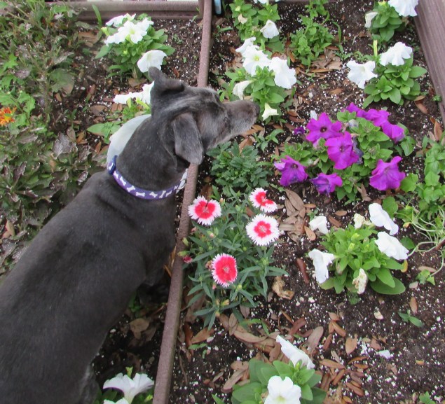 Happy smelss the flowers 1.jpg