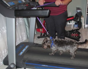 learning ot use the treadmil 1