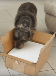 happy and the mystery box